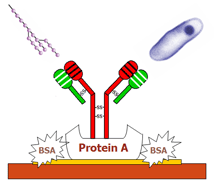 QCMbiosensor